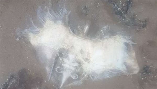  أثار حيرة العلماء.. سيدة تعثر على بقايا مخلوق فضائي مرعب