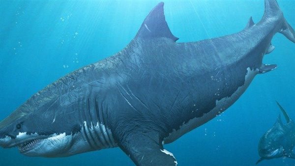 عاشت ما قبل التاريخ.. مخاوف من عودة أخطر سمكة في عالم البحار
