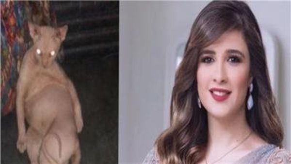 ودود وحنون ويأكل كثيرا.. 7 معلومات عن قط ياسمين عبدالعزيز | شاهد