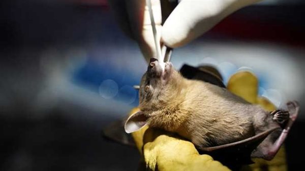 الصين تثير مخاوف انتقاله للبشر..قلق في الصحة العالمية بسبب فيروس الخفافيش الجديد