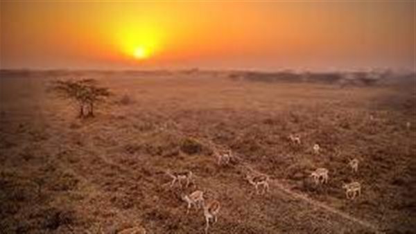 بدأ بالفعل.. دراسة جديدة تحذر من الانقراض الجماعي السادس على الأرض
