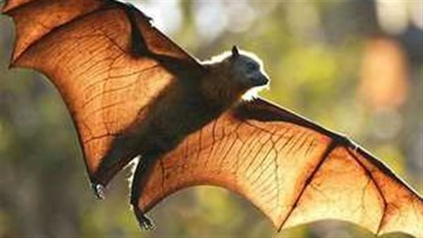 الخفافيش السبب.. هل ينتقل متحور نيوكوف الجديد للبشر؟ 
