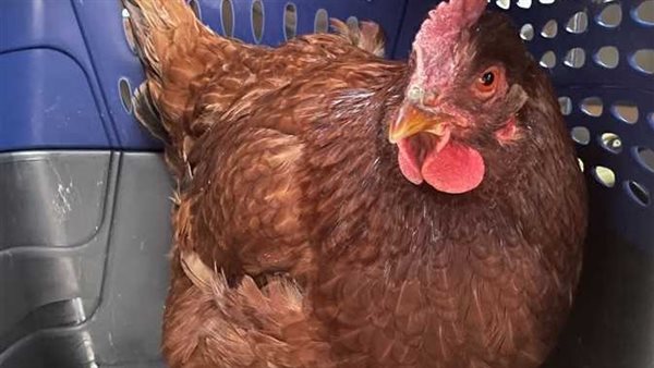 هل تاهت أم جاسوسة؟..البنتاجون يعلن إحباط محاولة تسلل إلى مبناه بطلتها دجاجة 