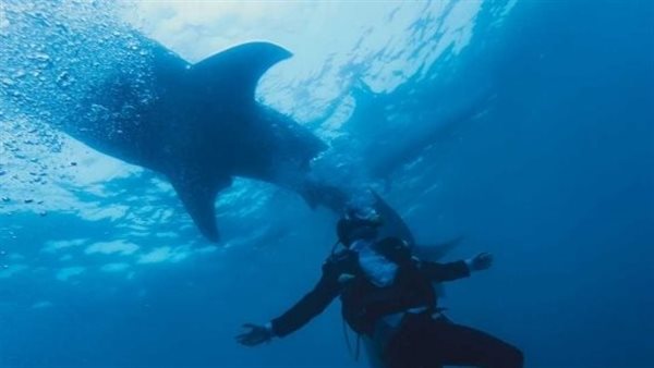 كان بيتدرب على السباحة.. فيديو مرعب لسمكة قرش تفترس شابا في المحيط | شاهد