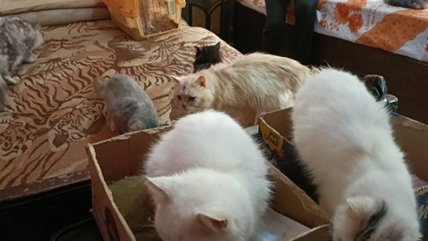 محدش علمك الدين.. رد ناري من مبروك عطية على سيدة تفضل رعاية قطة على زوجها | فيديو