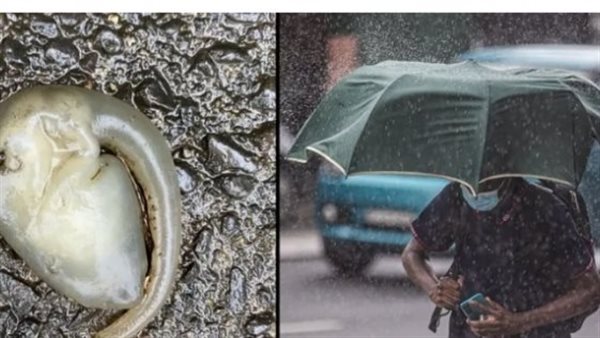 بعد سقوط أمطار غزيرة.. العثور على مخلوق غريب ومرعب في شوارع سيدني | شاهد