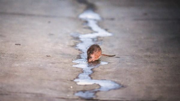 أعراضه مميتة.. الفئران تهدد العالم بفيروس جديد