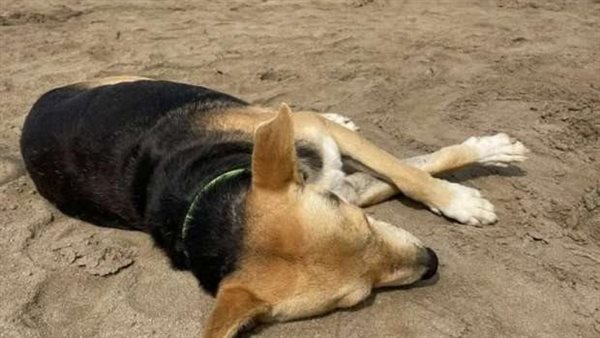 مات صاحبه غريقا.. لن تصدق ما يفعله الكلب فاجويتو يوميا على الشاطئ