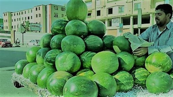 صيني ولا مُهجن ولا مُسرطن.. الزراعة تكشف حقيقة البطيخ المتوفر في الأسواق