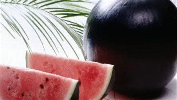 أغلى بطيخة في العالم.. لونها أسود وسعر الواحدة أكثر من 4 آلاف جنيه | فيديو