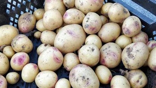 الخبراء يجيبون.. هل البقع الخضراء والبنفسجية في البطاطس سامة وضارة؟
