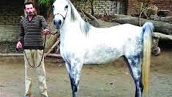 تجول بحصان في الشوارع..أول قرار من النيابة ضد «مدعي النبوة» بالإسماعيلية