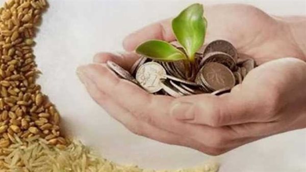 زكاة الفطر 15 أم 175 جنيهًا؟.. ثلاث طرق لإخراجها بعد رأي الأزهر والإفتاء