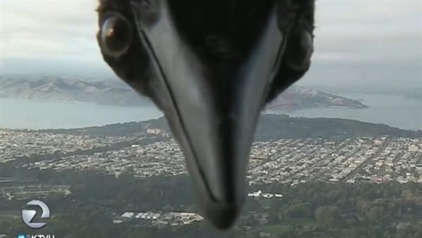 ضيف غير متوقع.. غراب يفاجئ مذيع نشرة جوية على الهواء | فيديو