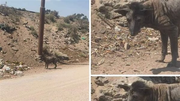 لا تقتربوا منه.. القصة الكاملة لظهور حيوان غريب في الإسماعيلية | شاهد