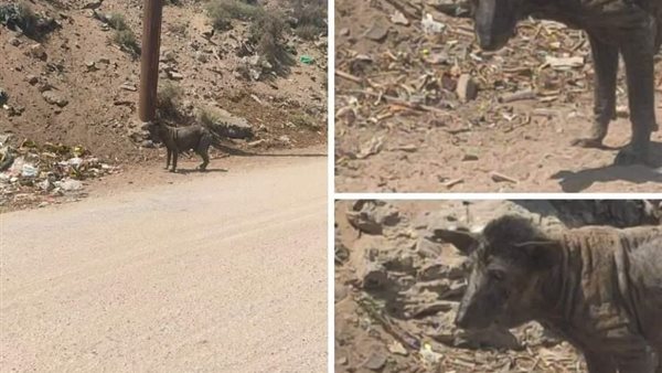 بعد خوف ورعب الأهالي.. القصة الكاملة لظهور كائن غريب في الإسماعيلية | شاهد