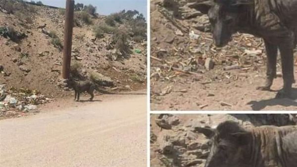 بعدما أثارت الجدل..أول صور لكلبة الإسماعيلية بعد إنقاذها | شاهد