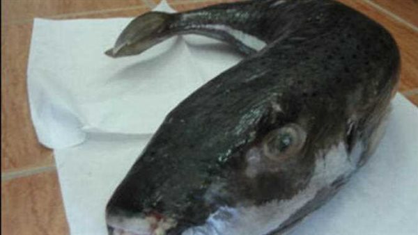 ليس لها مصل للشفاء.. تحذير خطير من الصحة بشأن أسماك سامة بالأسواق تؤدي للوفاة 