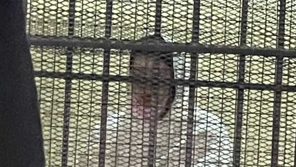 استدرجت الفتيات واستغلتهن..السجن 3 سنوات لـ حنين حسام بتهمة الاتجار في البشر