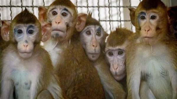 فيروس كارثي بلا لقاح.. تفاصيل اكتشاف مرض نادر يهدد البشر ومصدره القرود 