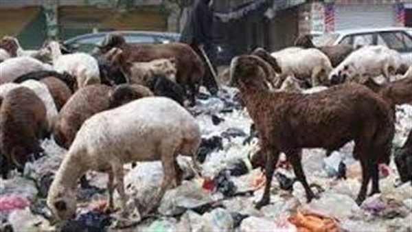 باحث بالأزهر يجيب..لماذا نهى النبي عن أكل الجلالة وشرب ألبانها؟