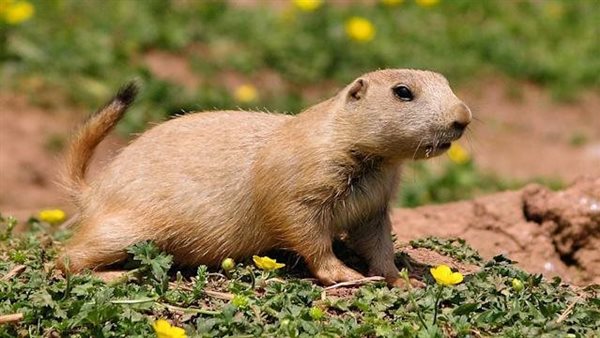 كلاب البراري والمثليين.. هذه قصة جدري القرود واحذر علامة تؤكد الإصابة