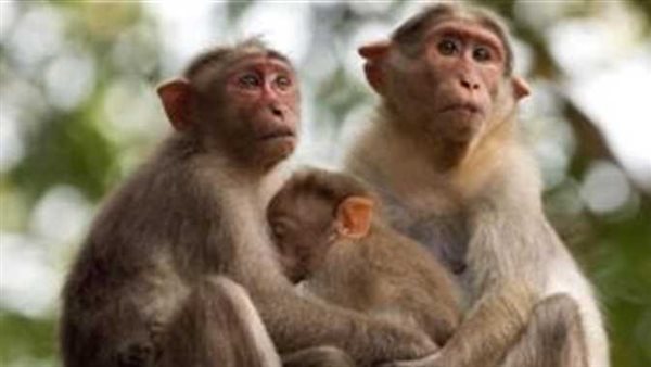 الاتصال الجنسي.. الصحة العالمية تفجر مفاجأة جديدة عن تفشي جدري القرود