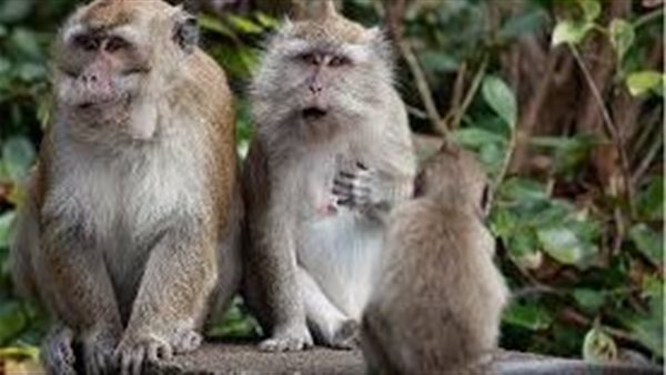 اللحوم المستوردة.. باحث في علم الفيروسات يفجر مفاجأة عن جدري القرود | فيديو