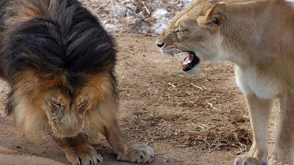 وريتله العين الحمرا.. أنثى أسد تصرخ في زوجها بعد معاقبته لشبلهما | شاهد