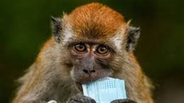 الصحة العالمية تحسم الجدل..هل ينتقل «جدري القرود» من شخص لأخر نتيجة التلامس؟ | فيديو