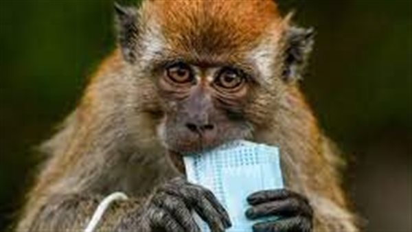 بعد أول إصابة بالإمارات.. الصحة العالمية تصدر بيانا عن جدري القرود