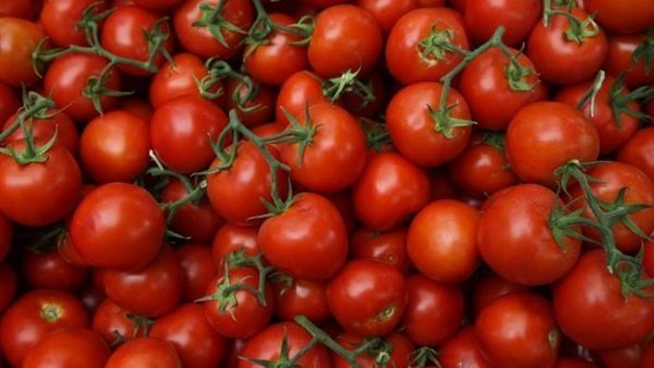 ما هو سبب التسمية؟​.. أول تعليق من الزراعة بشأن فيروس الطماطم