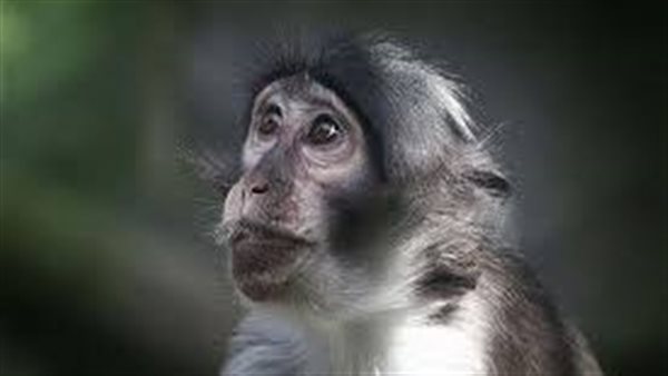 بعد تفشي الفيروس في 20 دولة.. الصحة تعلن موقف مصر من جدري القرود