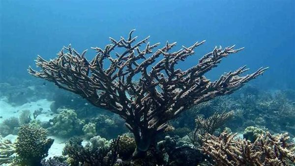 بسبب التكاثر الجنسي.. محميات البحر الأحمر تكشف سبب تحول مياه الغردقة للون الأحمر