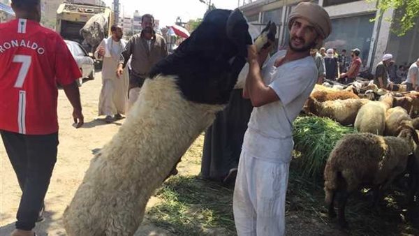 تعرف على قائمة الأسعار كاملة.. ارتفاع سعر الأضاحي 2022 قبل عيد الأضحى المبارك