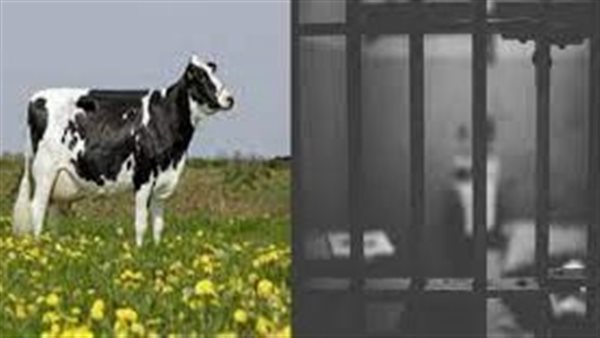 حدث بالفعل.. اعتقال بقرة وصاحبها لتورطهما في جريمة قتل طفل 