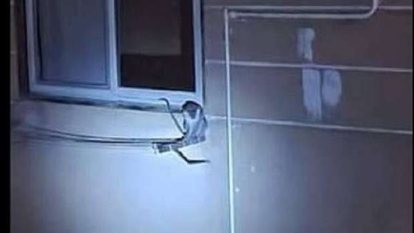  القصة الكاملة لساعات الذعر.. هل سرق «قرد الشيخ زايد» شقق الأهالي؟