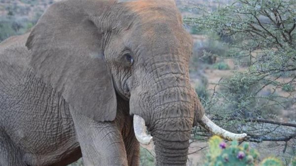 ما سبب انتقام الحيوانات؟.. فيل يقتل امرأة ويعود في جنازتها ليدهس جثتها