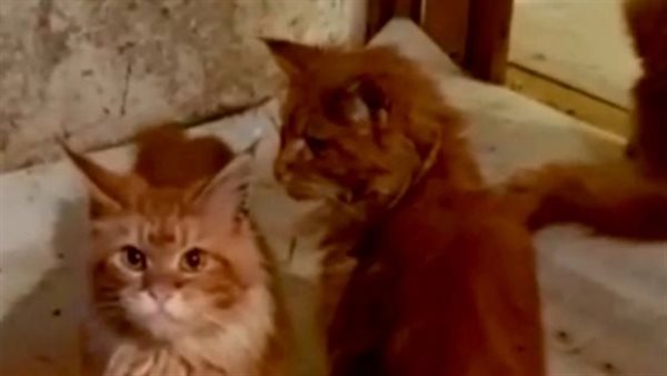 خانت الإيد اللي ربتها.. 20 قطة تلتهم جثة سيدة بعد وفاتها في منزلها