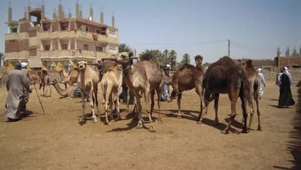 احذر الاقتراب منه.. لماذا ينفجر الجمل بعد نفوقه؟