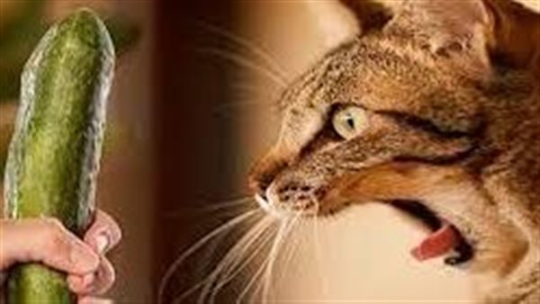 اكتشف السر.. لماذا تخاف القطط من الخيار؟ 