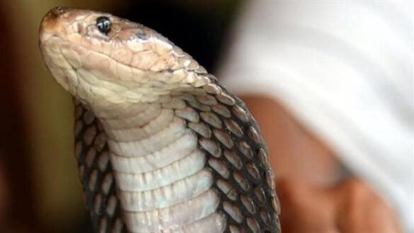 راح بالاتنين على المستشفى.. أغرب تصرف لرجل تعرضت زوجته للدغة ثعبان 