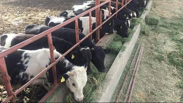 الحكومة تكشف حقيقة فشل المشروع القومي لإحياء البتلو في زيادة الإنتاج الحيواني