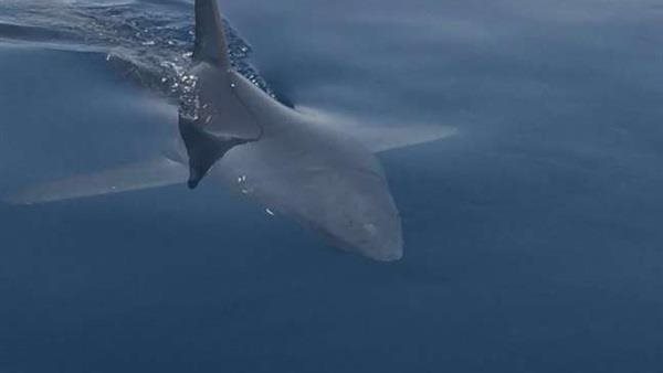 بيان عاجل من البيئة بشأن حادث هجوم سمكة القرش بجنوب الغردقة