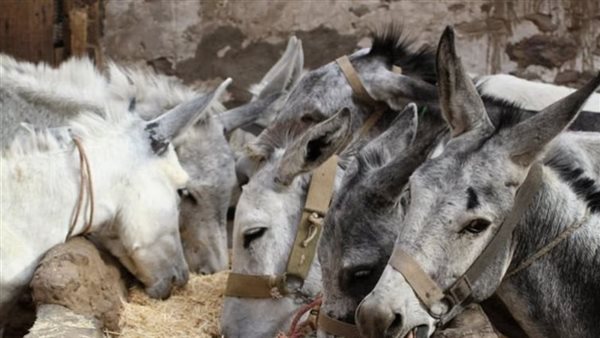 علاج سحري بالمكسرات.. تقرير يفك لغز العثور على الحمير المسلوخة فى مصر