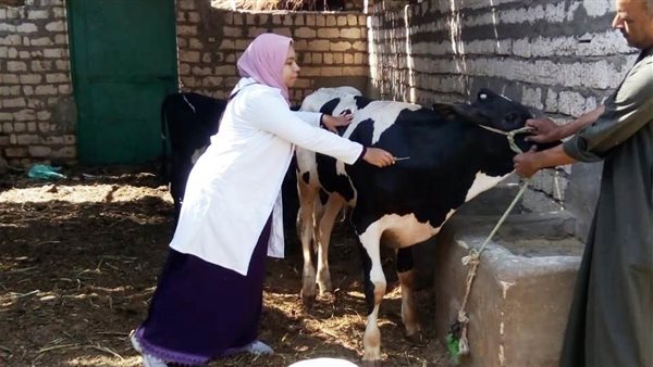 إجراء يطبق الخميس المقبل..تحرك عاجل من الزراعة بشأن الحمى القلاعية 