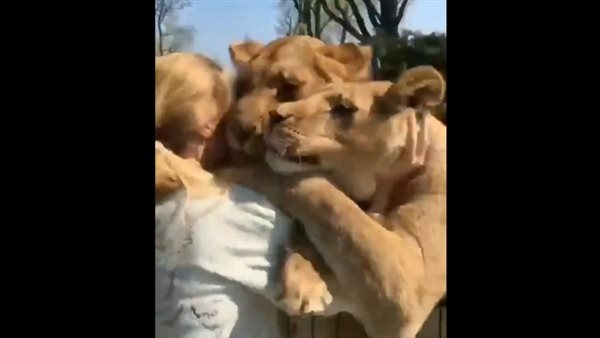 لم يراها منذ 7 سنوات.. لحظات مؤثرة لأسدين يحتضنان مربيتهما بحفاوة | فيديو