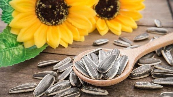 اللب السوري مضر أم مفيد؟.. ما يحدث للجسم عند تناول بذور عباد الشمس