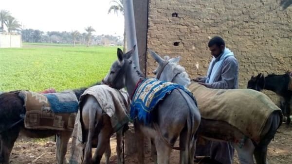 جلد الحمار بـ 1000 دولار.. تفاصيل كارثية عن مقبرة حمير الفيوم وأين ذهبت لحومها ؟ 