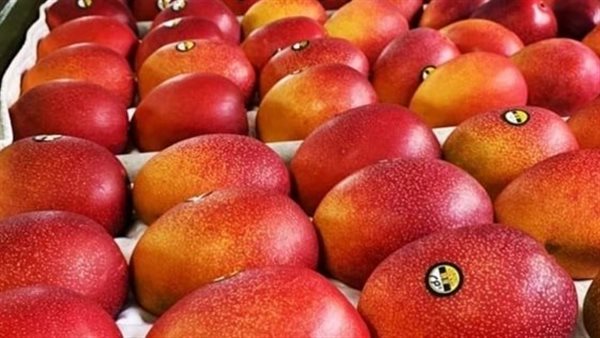 مانجو بيض الشمس.. حكاية أغلى فاكهة تحتاج إلى كاميرات مراقبة